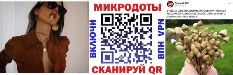 где найти наркотики  Кохма  Галлюциногенные грибы Psilocybine cubensis 